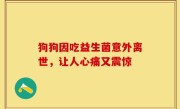 狗狗因吃益生菌意外离世，让人心痛又震惊