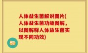 人体益生菌解说图片(人体益生菌功能图解，以图解释人体益生菌实现不同功效)