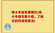 绵小羊益生菌图片(绵小羊益生菌介绍，了解它的作用和用法)