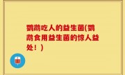 鹦鹉吃人的益生菌(鹦鹉食用益生菌的惊人益处！)