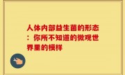 人体内部益生菌的形态：你所不知道的微观世界里的模样