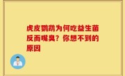 虎皮鹦鹉为何吃益生菌反而嘴臭？你想不到的原因