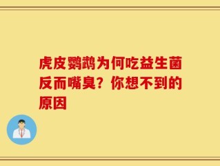 虎皮鹦鹉为何吃益生菌反而嘴臭？你想不到的原因