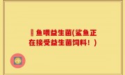 魟鱼喂益生菌(鲨鱼正在接受益生菌饲料！)