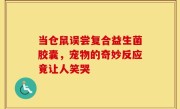 当仓鼠误尝复合益生菌胶囊，宠物的奇妙反应竟让人笑哭