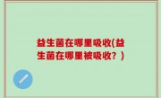 益生菌在哪里吸收(益生菌在哪里被吸收？)