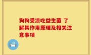 狗狗受凉吃益生菌 了解其作用原理及相关注意事项
