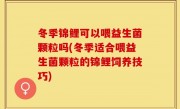冬季锦鲤可以喂益生菌颗粒吗(冬季适合喂益生菌颗粒的锦鲤饲养技巧)