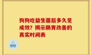 狗狗吃益生菌后多久见成效？揭示肠胃改善的真实时间表