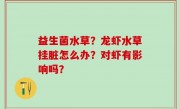 益生菌水草？龙虾水草挂脏怎么办？对虾有影响吗？