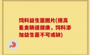 饲料益生菌图片(提高畜禽肠道健康，饲料添加益生菌不可或缺)