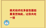 柴犬幼犬吃多益生菌后果竟然如此，让你大吃一惊