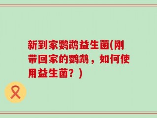 新到家鹦鹉益生菌(刚带回家的鹦鹉，如何使用益生菌？)
