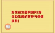 野生益生菌的图片(野生益生菌的营养与保健属性)