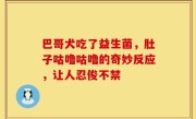 巴哥犬吃了益生菌，肚子咕噜咕噜的奇妙反应，让人忍俊不禁