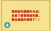 葡萄益生菌图片大全(全面了解葡萄益生菌，看这些图片就够了！)