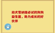 幼犬雪纳瑞必试的狗狗益生菌，助力成长的好伙伴