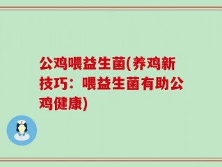 公鸡喂益生菌(养鸡新技巧：喂益生菌有助公鸡健康)
