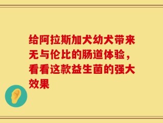 给阿拉斯加犬幼犬带来无与伦比的肠道体验，看看这款益生菌的强大效果
