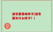 益生菌是啥样子(益生菌长什么样子？)