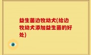 益生菌边牧幼犬(给边牧幼犬添加益生菌的好处)