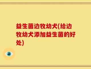 益生菌边牧幼犬(给边牧幼犬添加益生菌的好处)
