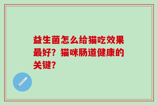 益生菌怎么给猫吃效果好？猫咪肠道健康的关键？