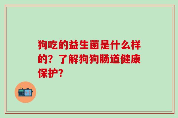 狗吃的益生菌是什么样的？了解狗狗肠道健康保护？