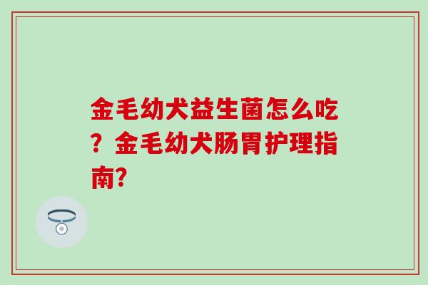 金毛幼犬益生菌怎么吃？金毛幼犬肠胃护理指南？