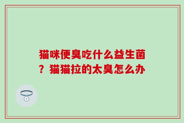 猫咪便臭吃什么益生菌？猫猫拉的太臭怎么办