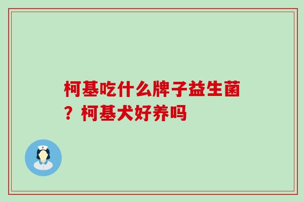 柯基吃什么牌子益生菌?柯基犬好养吗 柯基吃什么牌子益生菌?柯基犬好养吗