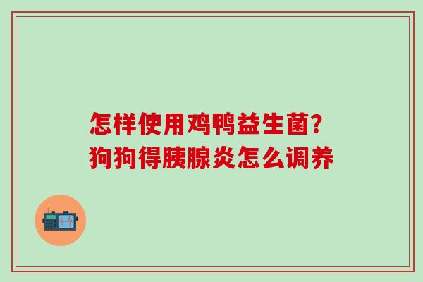 怎样使用鸡鸭益生菌？狗狗得胰腺炎怎么调养