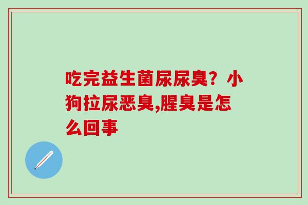 吃完益生菌尿尿臭？小狗拉尿恶臭,腥臭是怎么回事