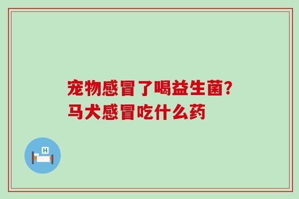 宠物了喝益生菌？马犬吃什么药