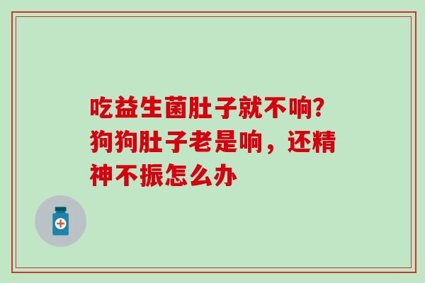 吃益生菌肚子就不响？狗狗肚子老是响，还精神不振怎么办