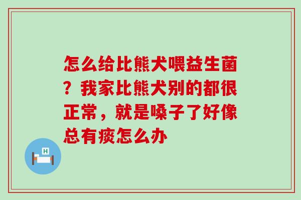 怎么给比熊犬喂益生菌？我家比熊犬别的都很正常，就是嗓子了好像总有痰怎么办