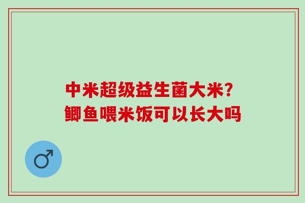 中米超级益生菌大米？鲫鱼喂米饭可以长大吗