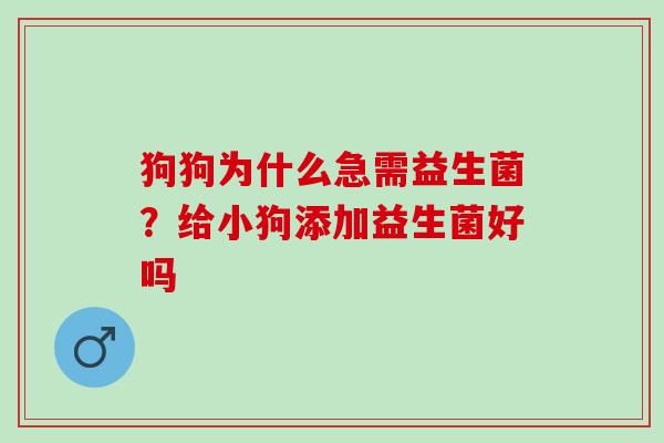 狗狗为什么急需益生菌？给小狗添加益生菌好吗