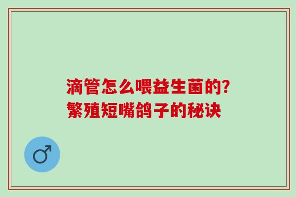 滴管怎么喂益生菌的？繁殖短嘴鸽子的秘诀