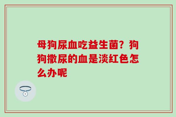 母狗尿吃益生菌？狗狗撒尿的是淡红色怎么办呢