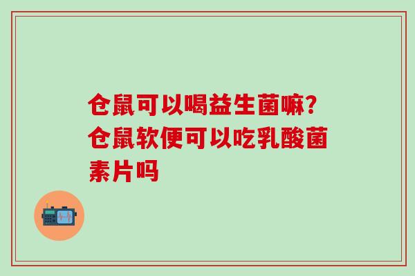 仓鼠可以喝益生菌嘛？仓鼠软便可以吃乳酸菌素片吗