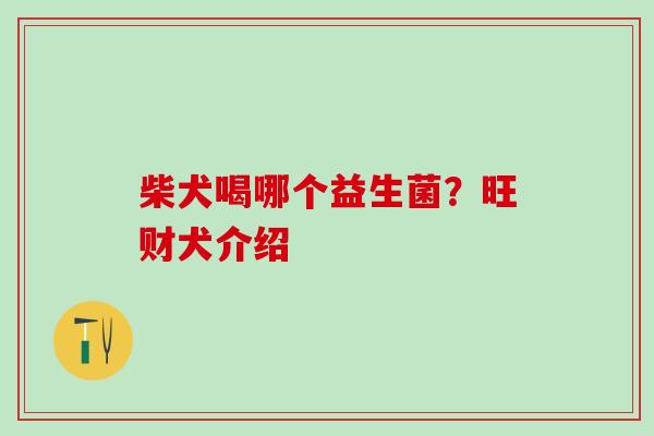 柴犬喝哪个益生菌?旺财犬介绍 柴犬喝哪个益生菌?旺财犬介绍