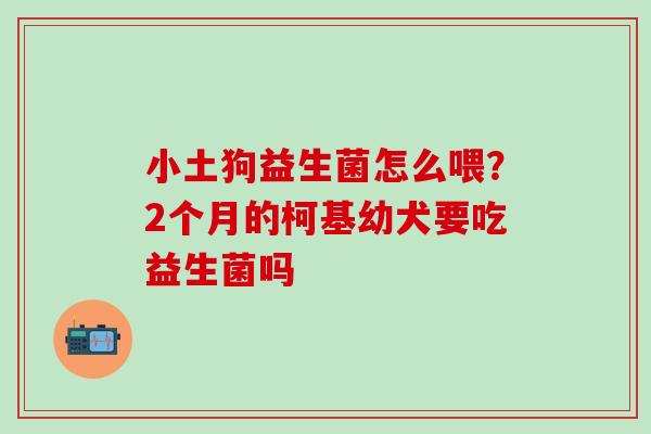 小土狗益生菌怎么喂?2个月的柯基幼犬要吃益生菌吗 小土狗益生菌怎么喂?2个月的柯基幼犬要吃益生菌吗