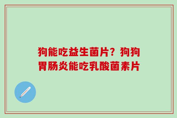 狗能吃益生菌片？狗狗胃能吃乳酸菌素片