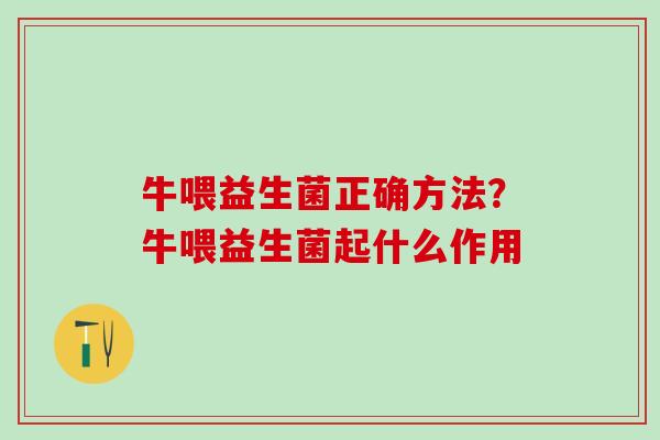 牛喂益生菌正确方法？牛喂益生菌起什么作用