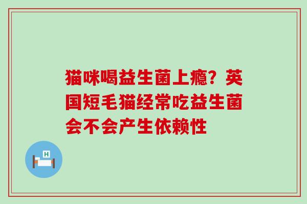 猫咪喝益生菌上瘾？英国短毛猫经常吃益生菌会不会产生依赖性