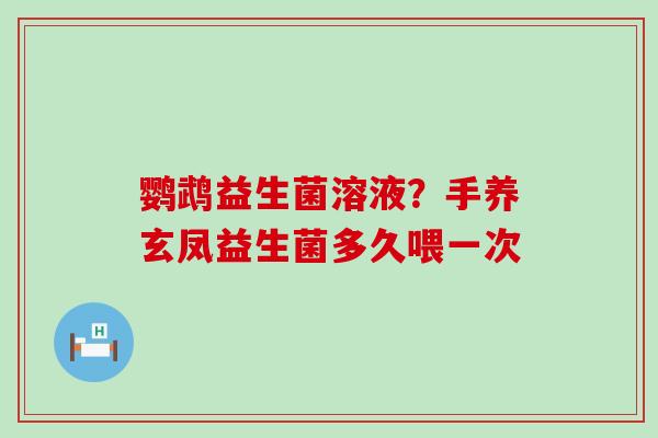 鹦鹉益生菌溶液？手养玄凤益生菌多久喂一次