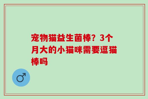 宠物猫益生菌棒？3个月大的小猫咪需要逗猫棒吗