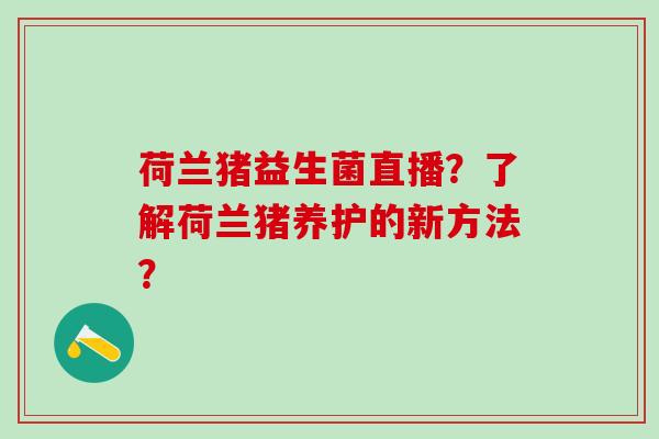 荷兰猪益生菌直播？了解荷兰猪养护的新方法？