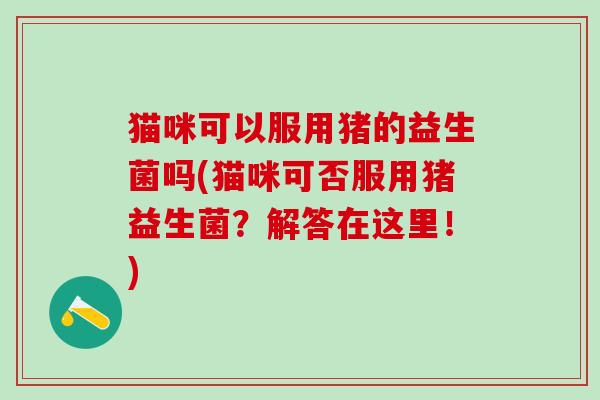 猫咪可以服用猪的益生菌吗(猫咪可否服用猪益生菌？解答在这里！)